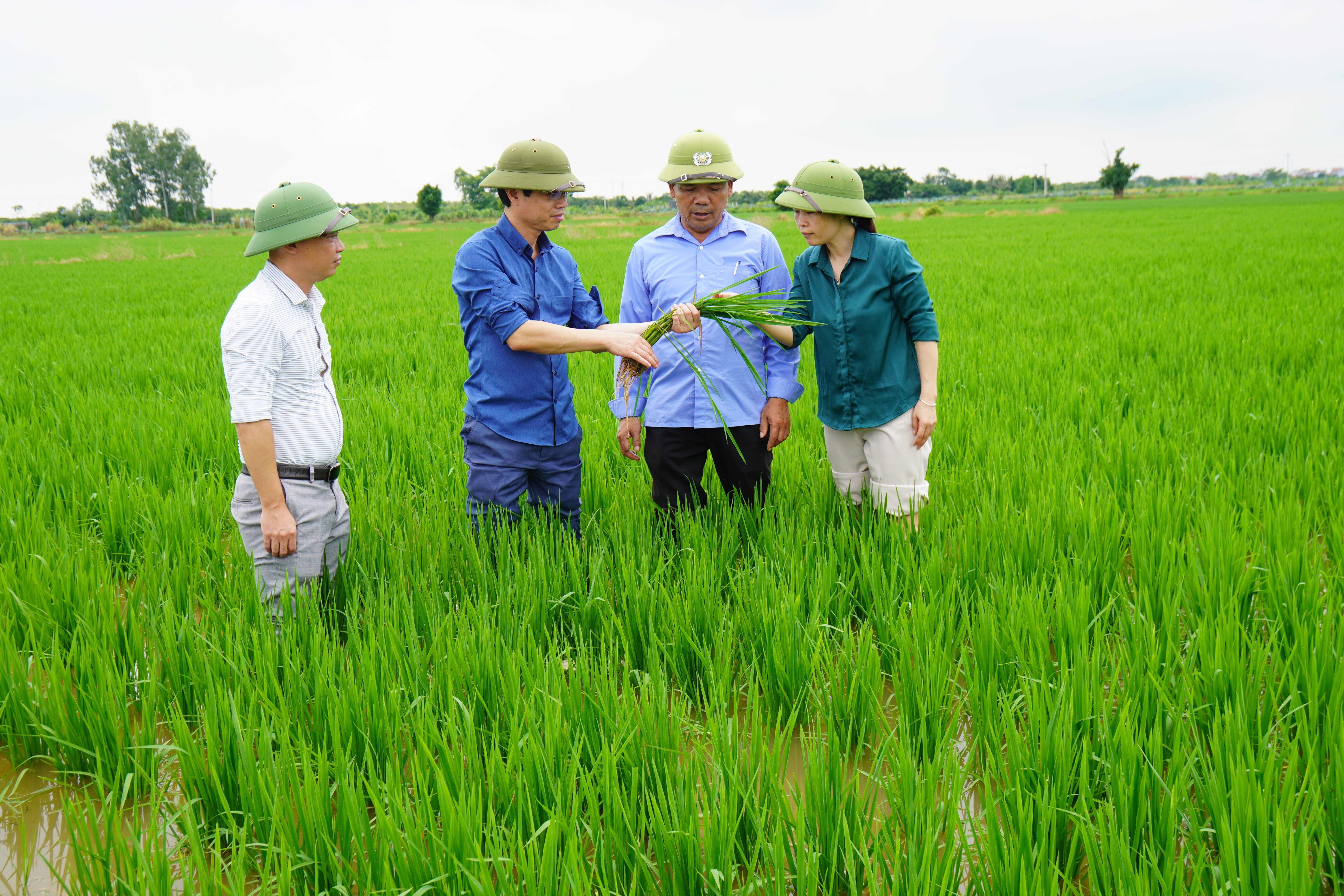 Đồng chí Dương Tuấn Kiệt - Bí thư Đảng ủy, Chủ tịch HĐND xã kiểm tra tình hình sản xuất